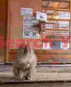 Keep the door shut of the monkeys will get in