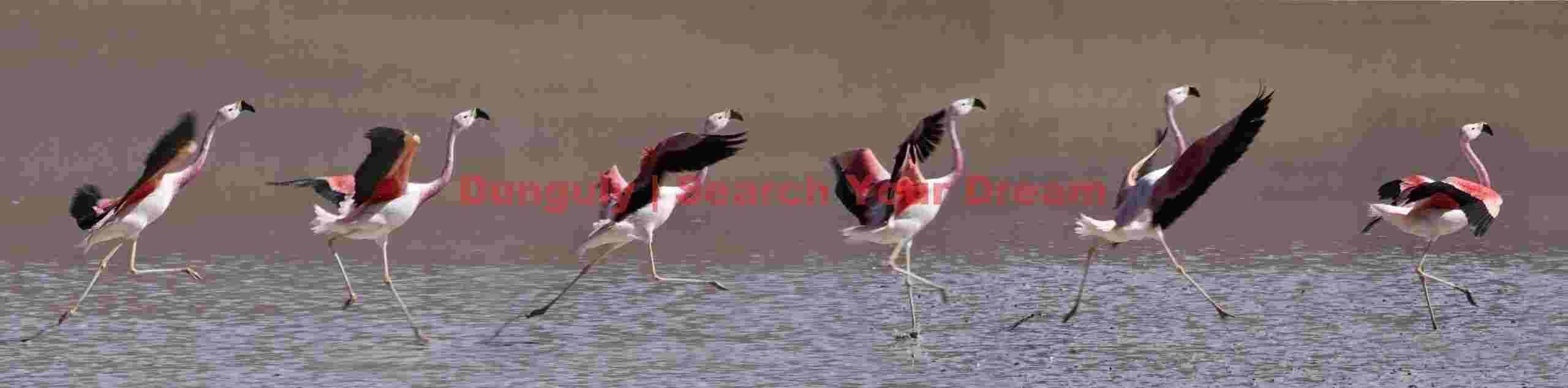 Landing Sequence Montage, Andean Flamingo
