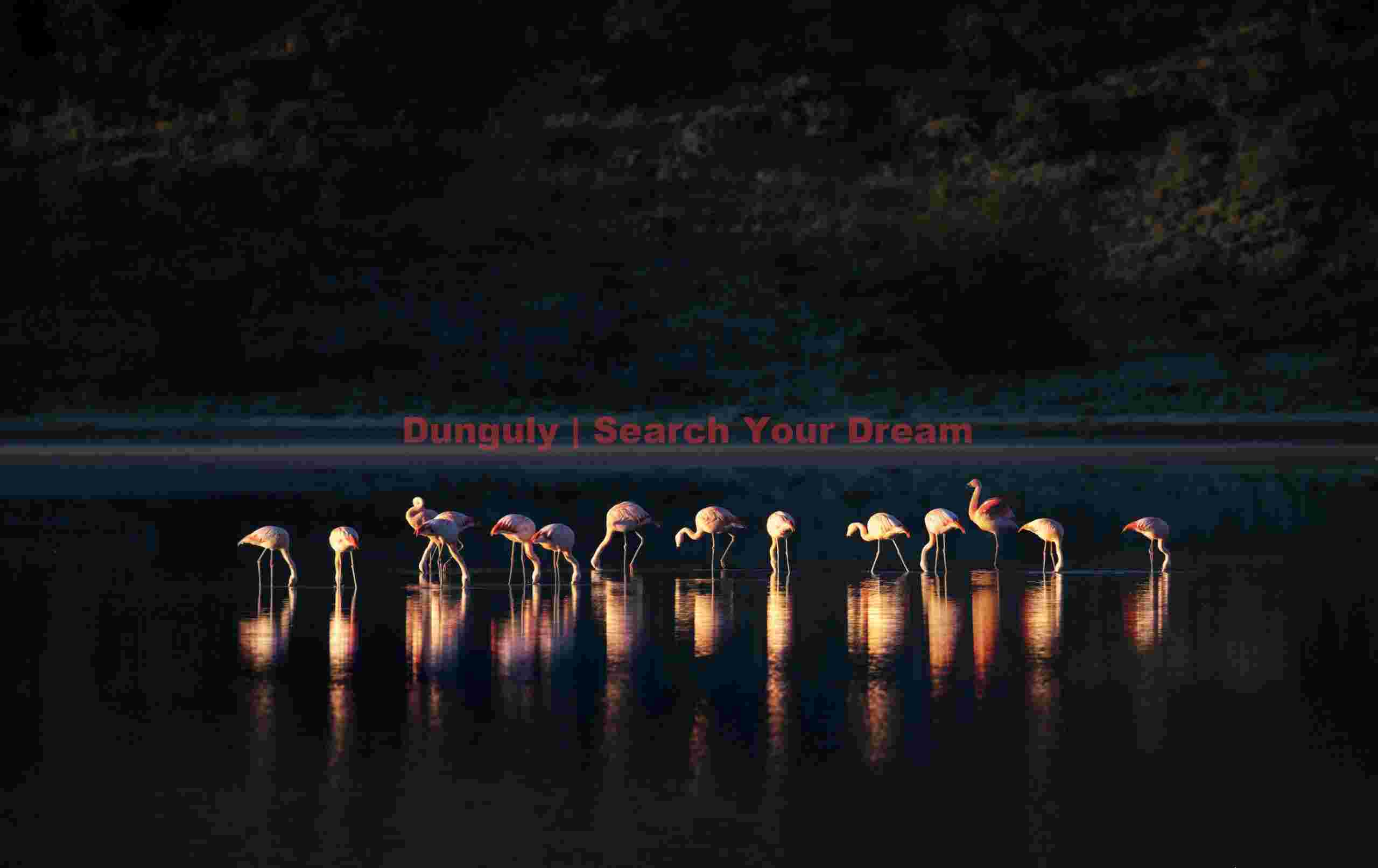 Last Sunlight on Chilean Flamingos