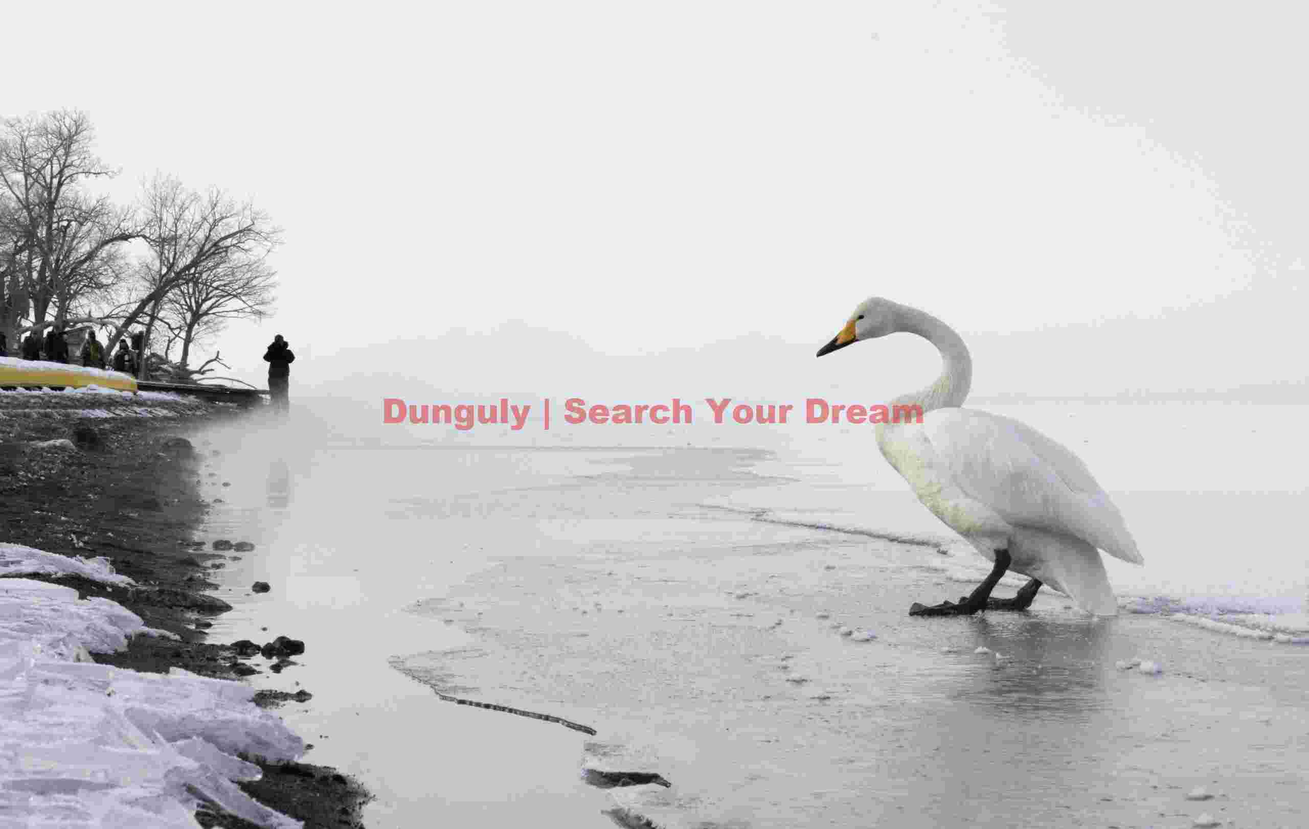 Lone swan with figure by lakeside