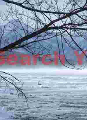 Lone whooper swan below branches with blowing snow