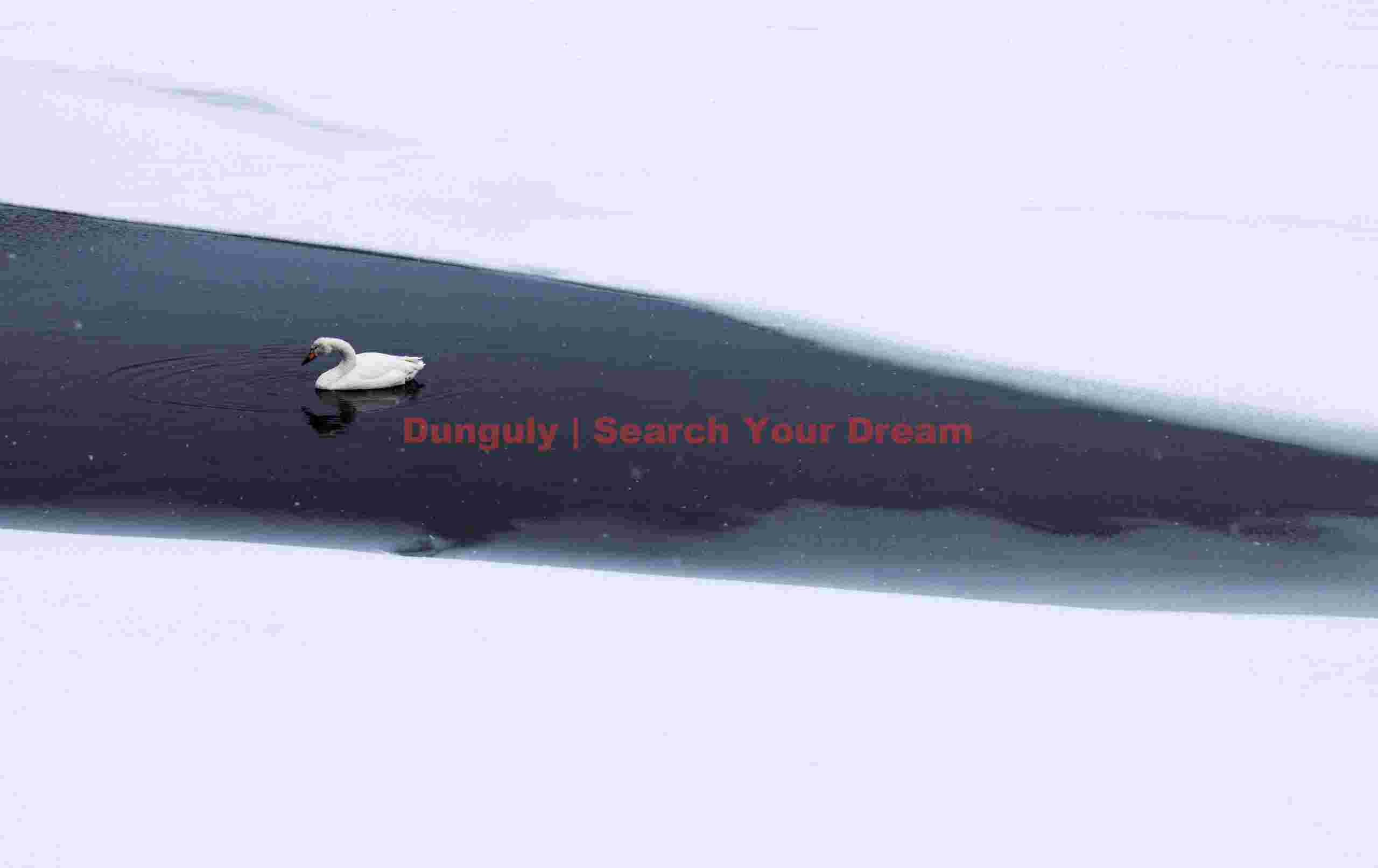 Lone whooper swan in an open water lead