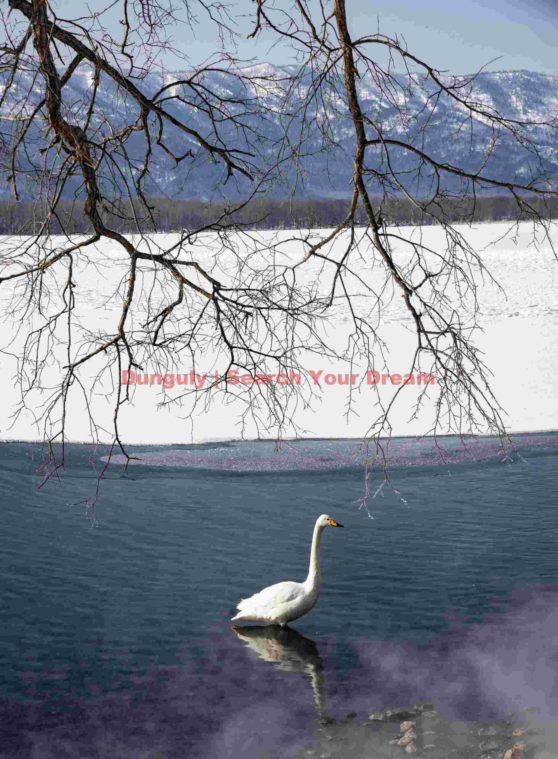 Lone whooper swan with mist, hanging branches and distant mountains