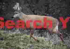 Male Huemul Deer Trotting