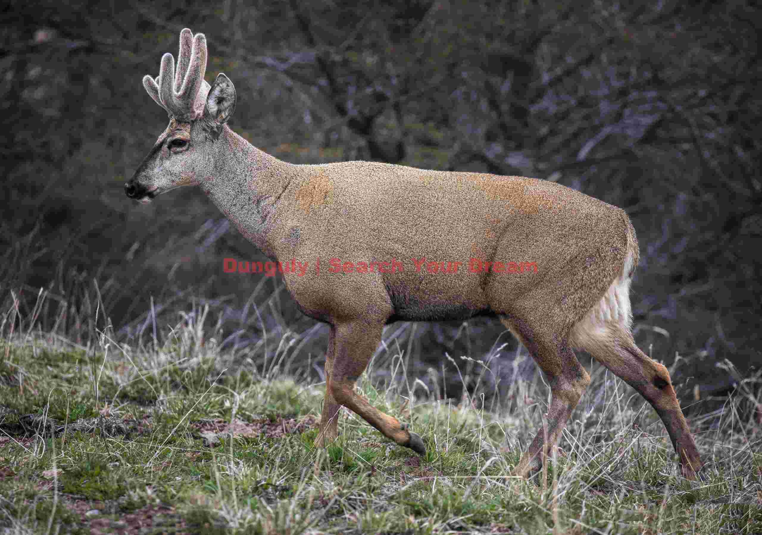 Male Huemul Deer Trotting