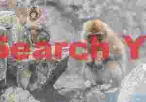 Mother and baby on rocks in snowfall