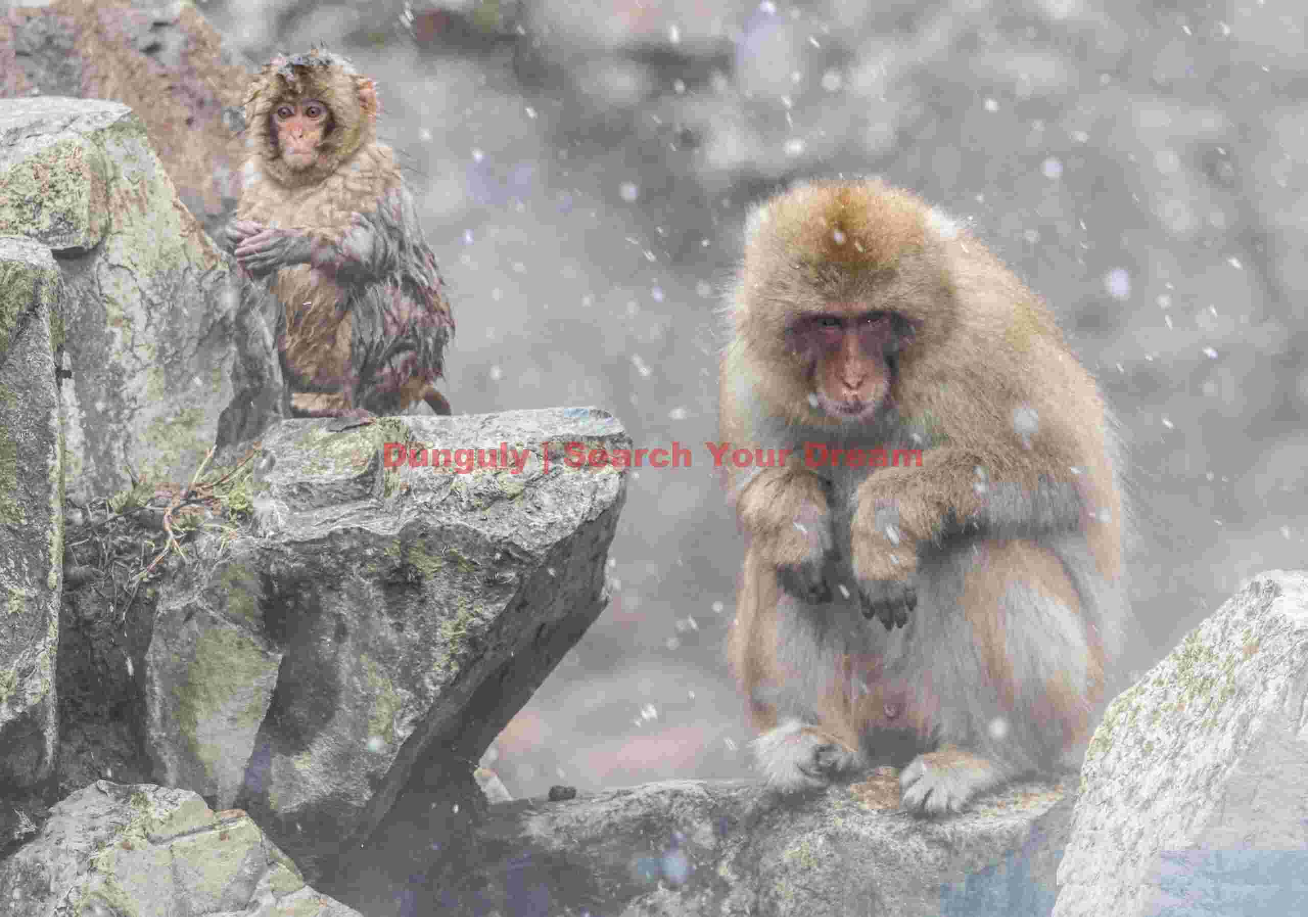 Mother and baby on rocks in snowfall
