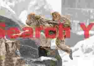 Mother with baby on back jumping up rocks