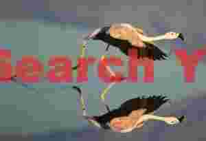 Mud Trails on Take-off, Andean Flamingo