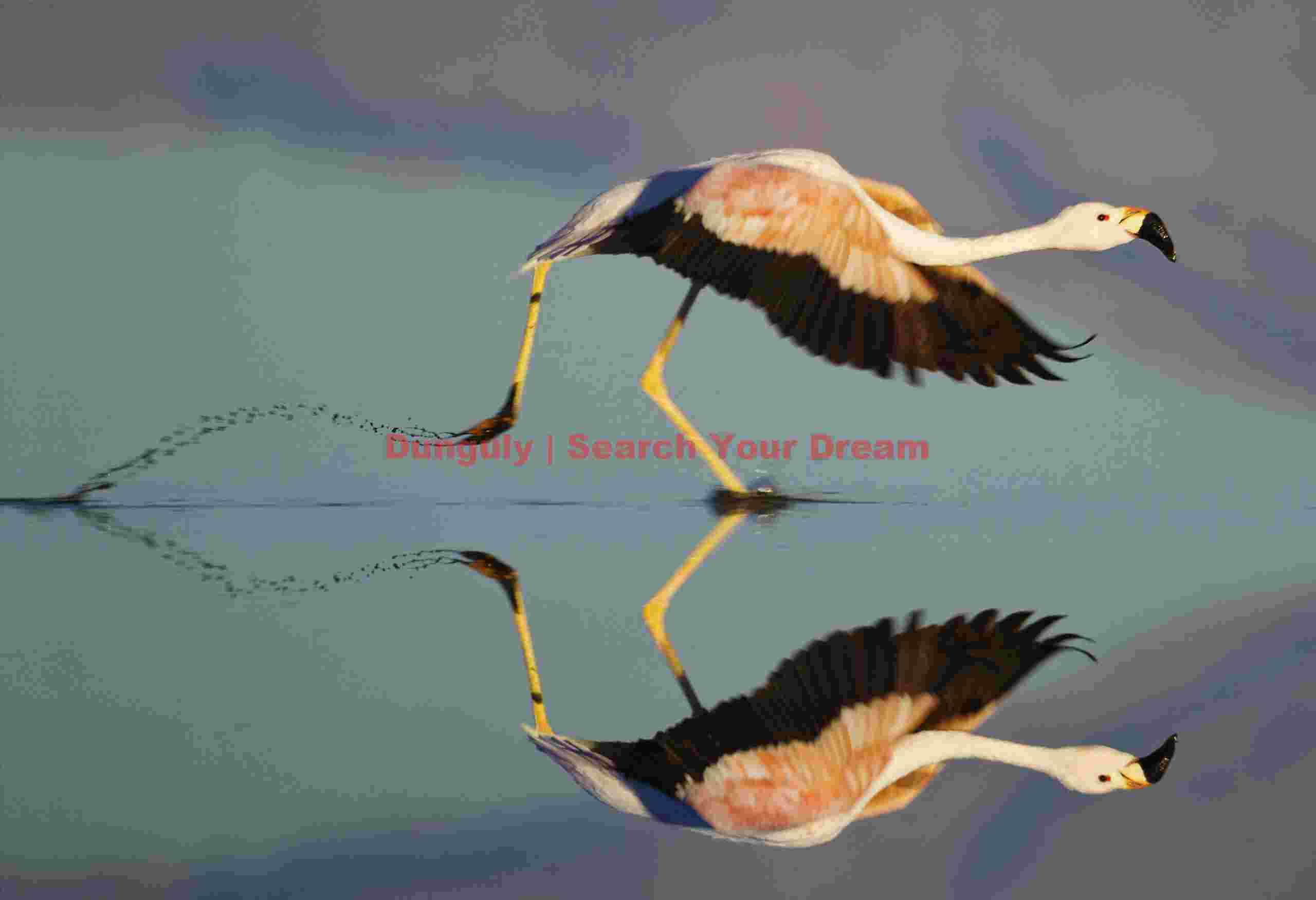 Mud Trails on Take-off, Andean Flamingo