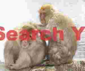 Mutual snow monkey grooming #1