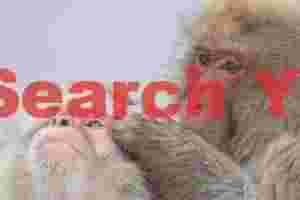 Mutual snow monkey grooming #2