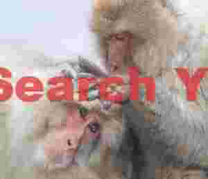 Mutual snow monkey grooming #3