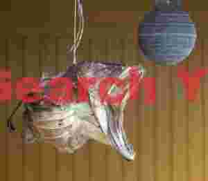 No collection of Lofoten photographs is complete without a dried stockfish!