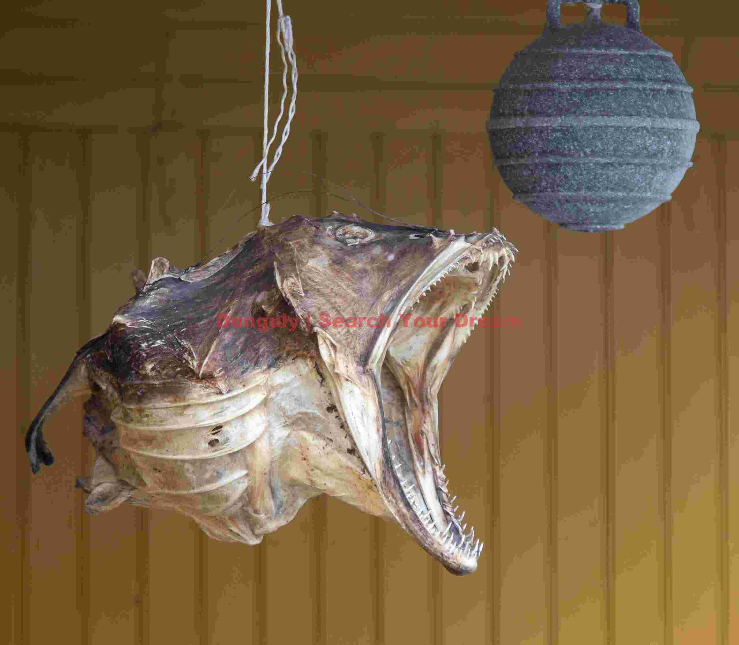 No collection of Lofoten photographs is complete without a dried stockfish!