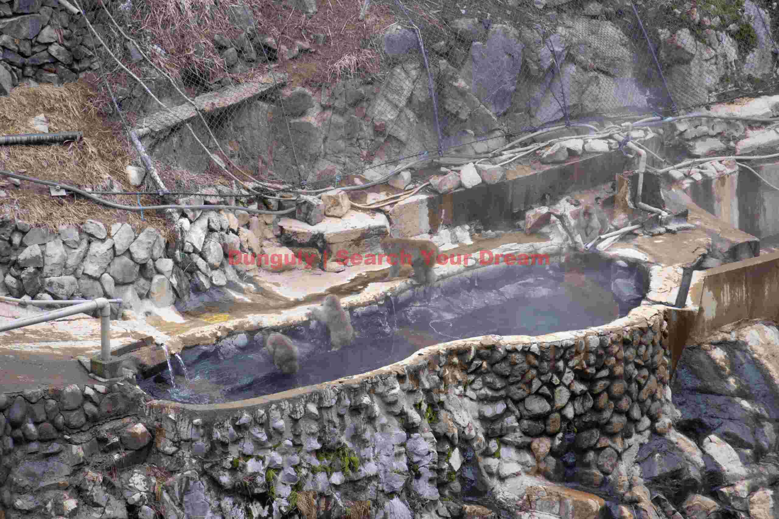 Outdoor (human) onsen with monkeys