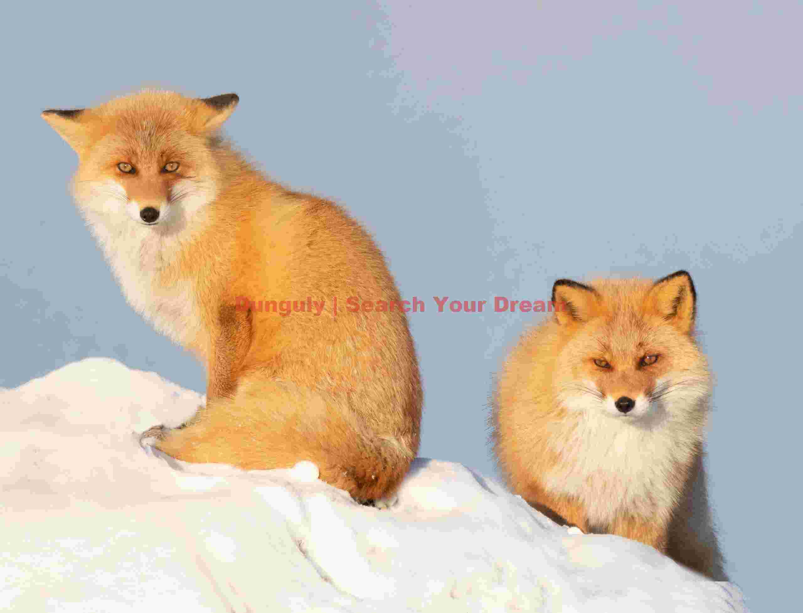Pair of ezo red foxes on snow mound