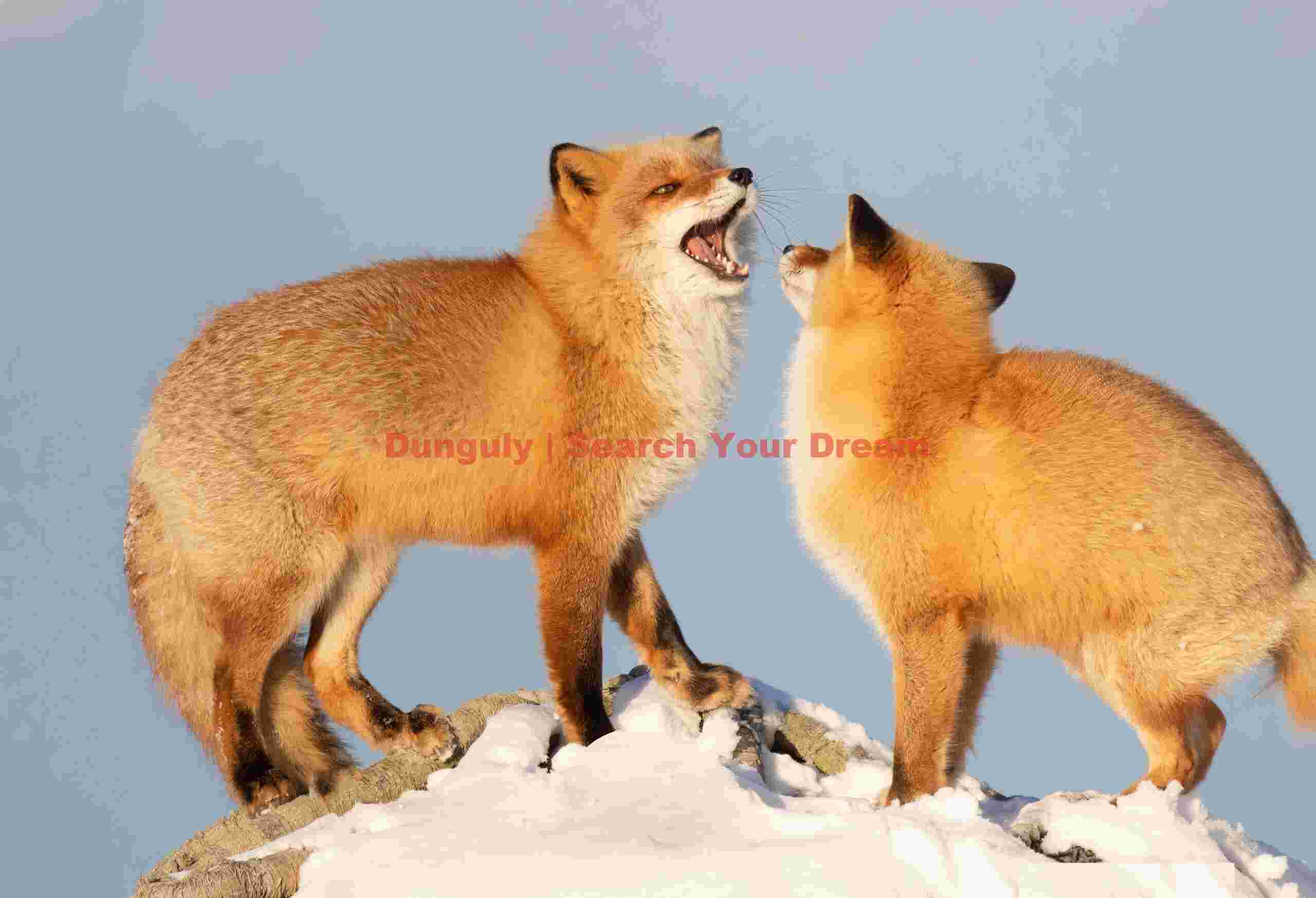 Pair of ezo red foxes, one snarling