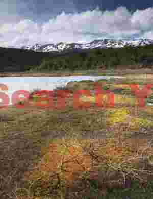 Peat bog in the making