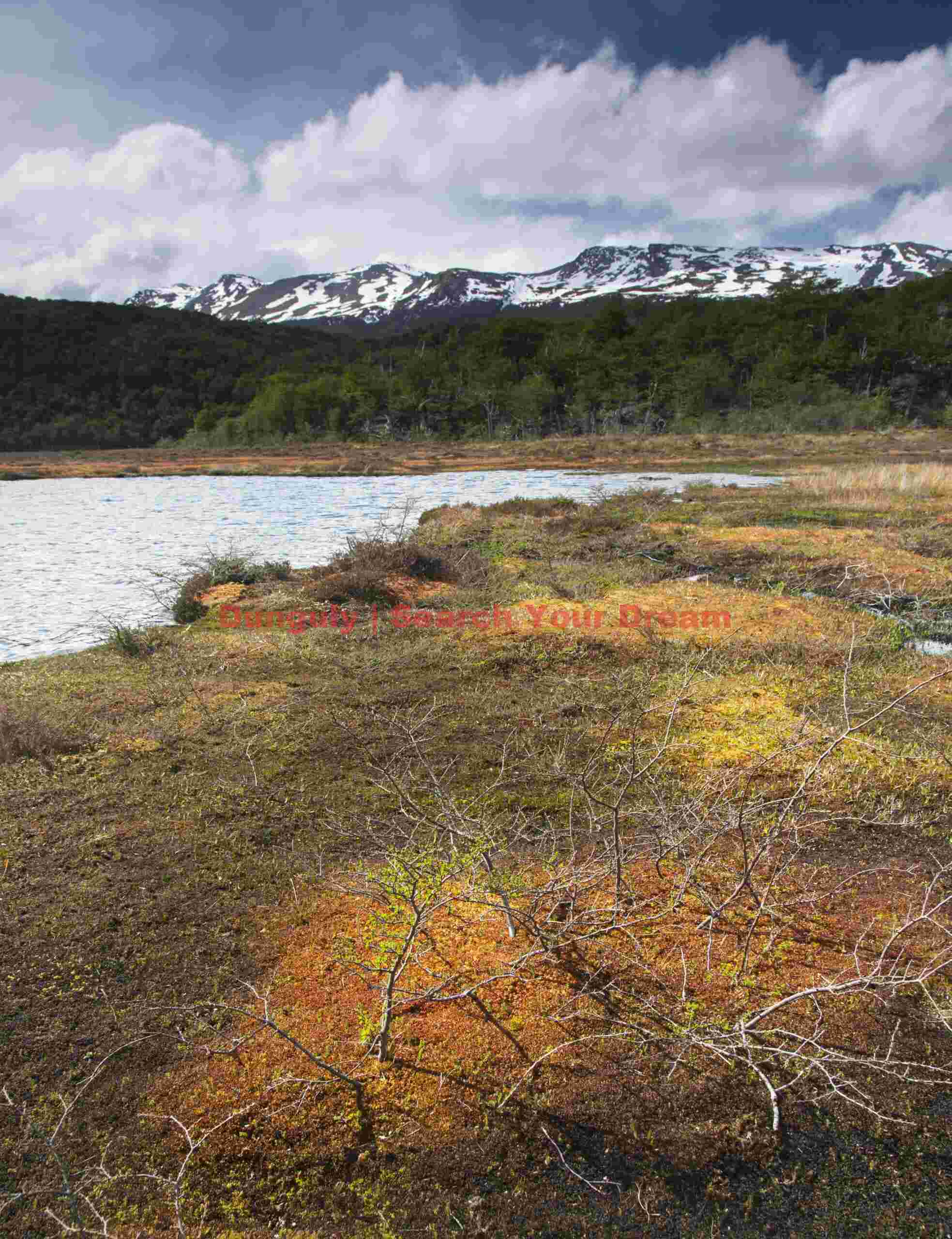 Peat bog in the making