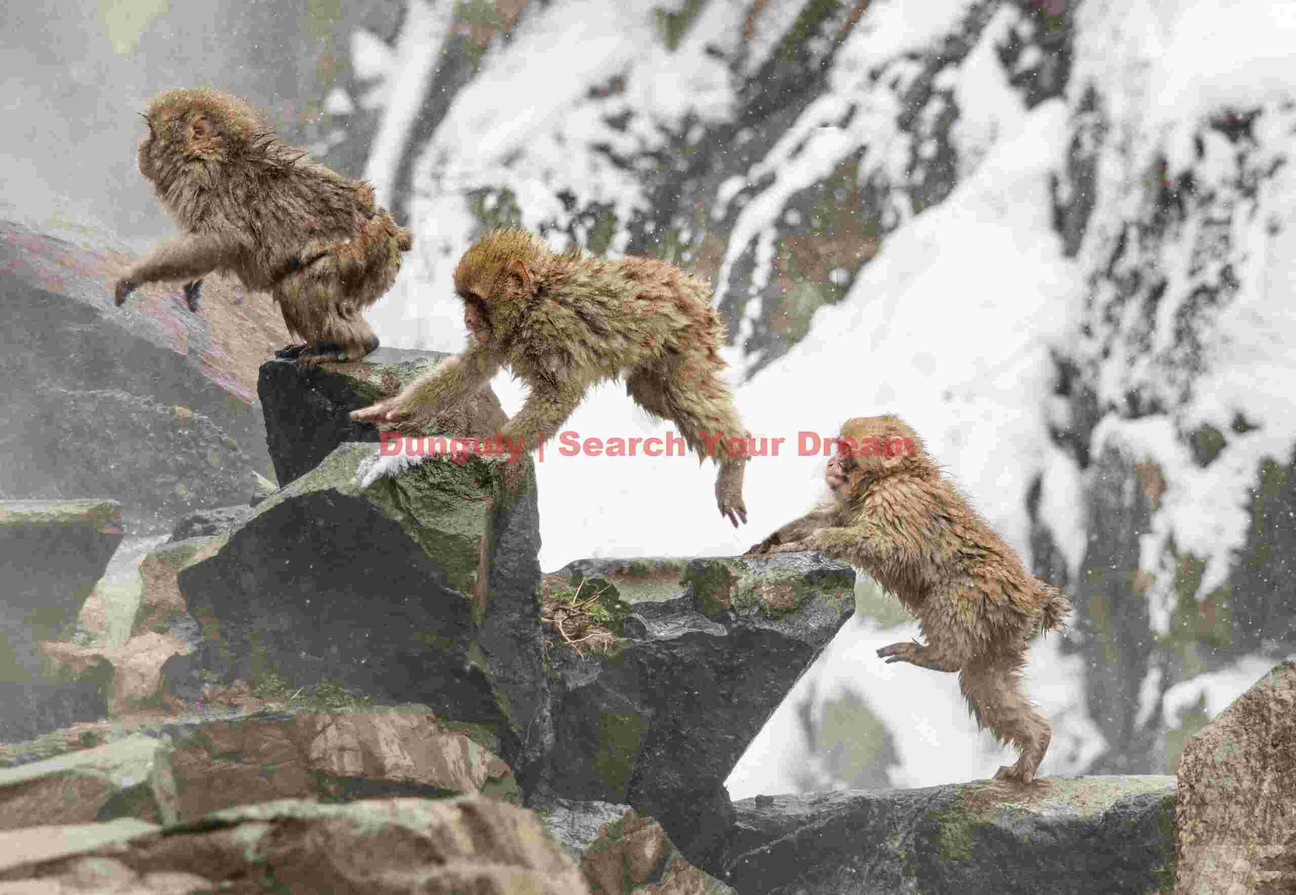 Procession of three snoe monkeys leaping up a staircase of rocks