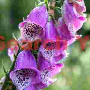 Purple bells with morning dew