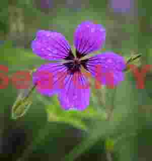 Purple pentapetal