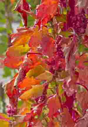 Quinoa Flowers