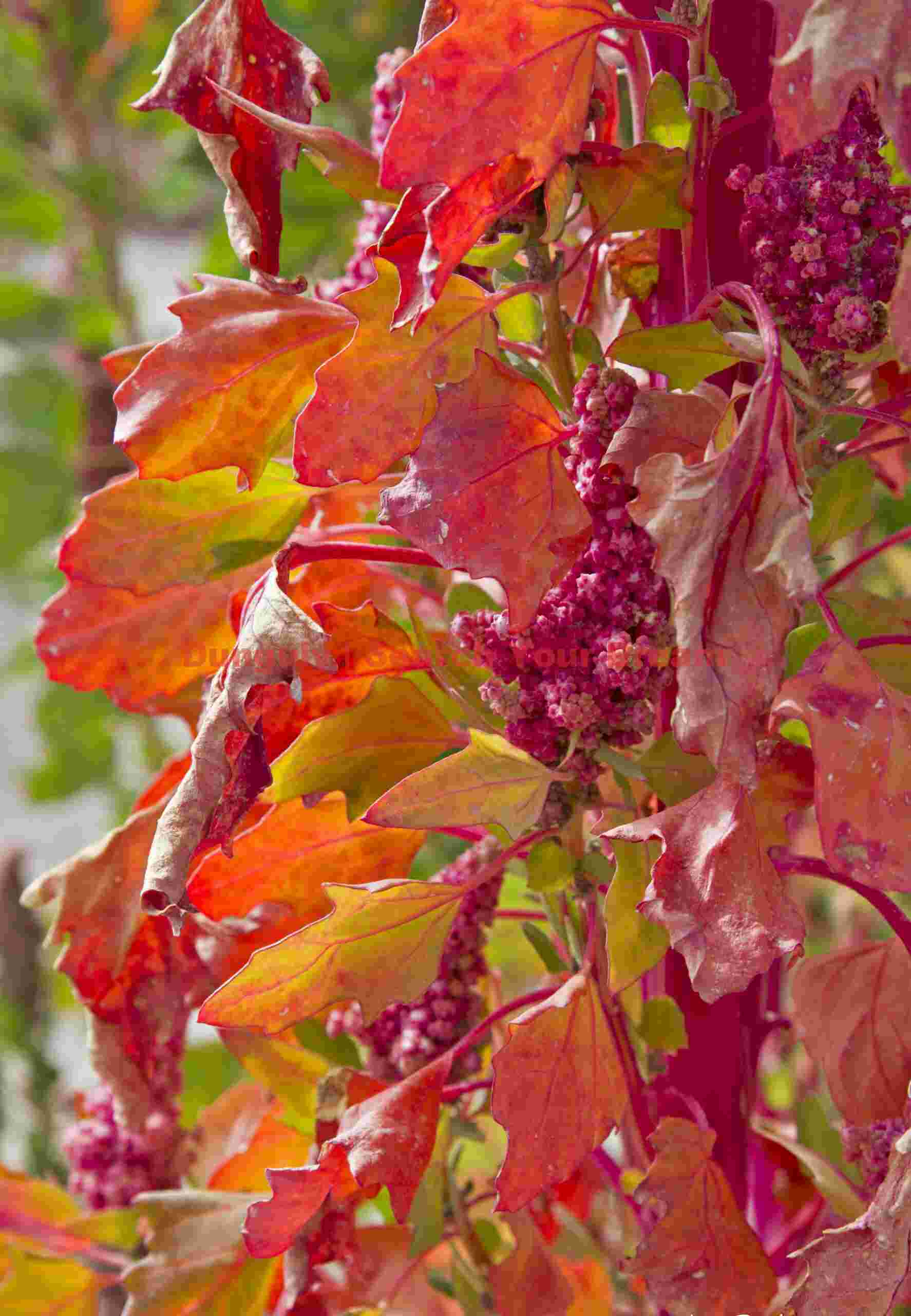 Quinoa Flowers