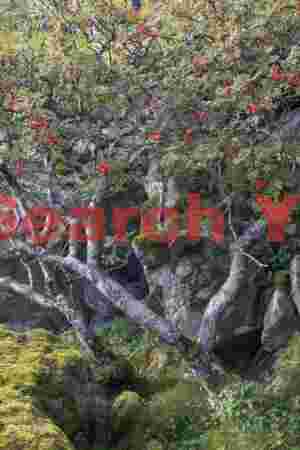 Red berry tree between Haugland and Uttakleiv beaches