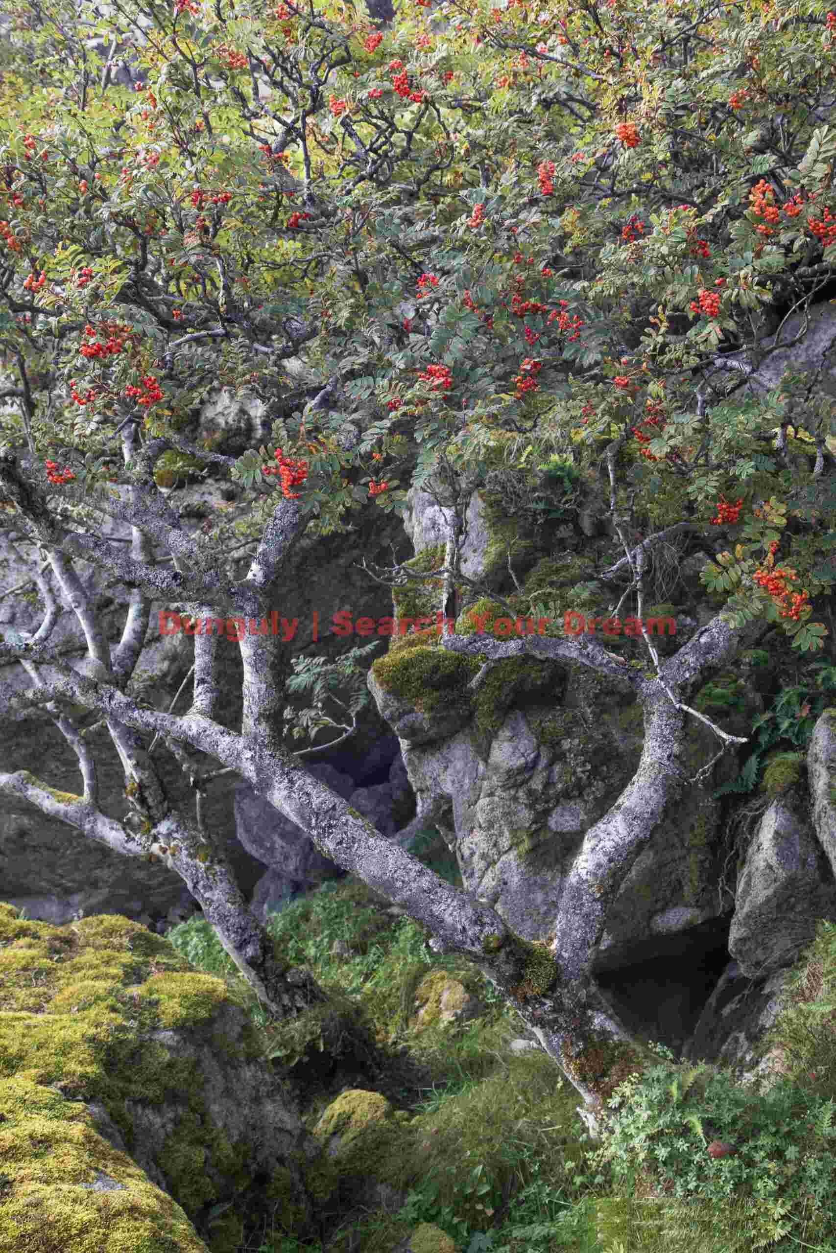 Red berry tree between Haugland and Uttakleiv beaches