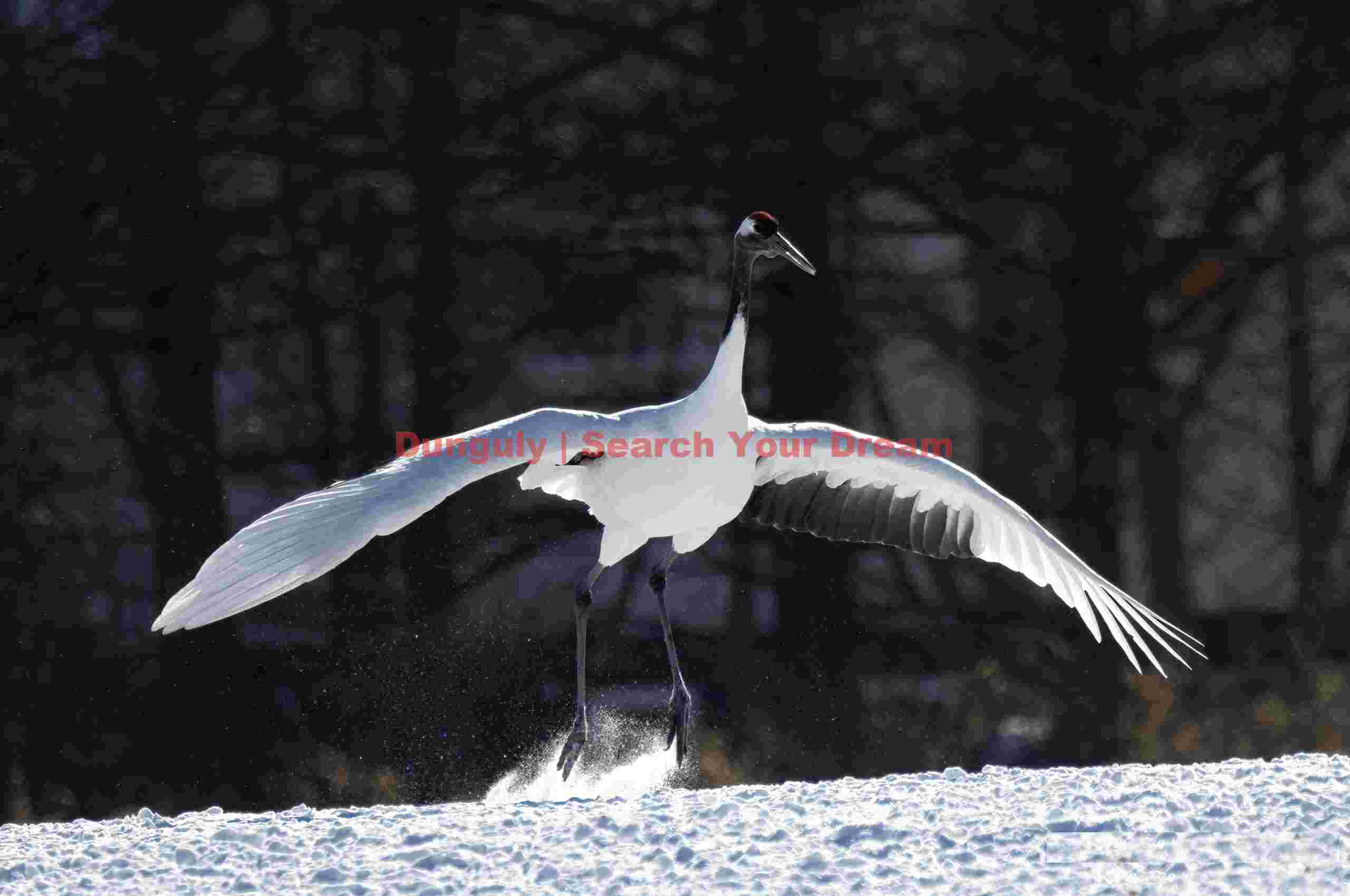 Red-crowned crane dance takeoff