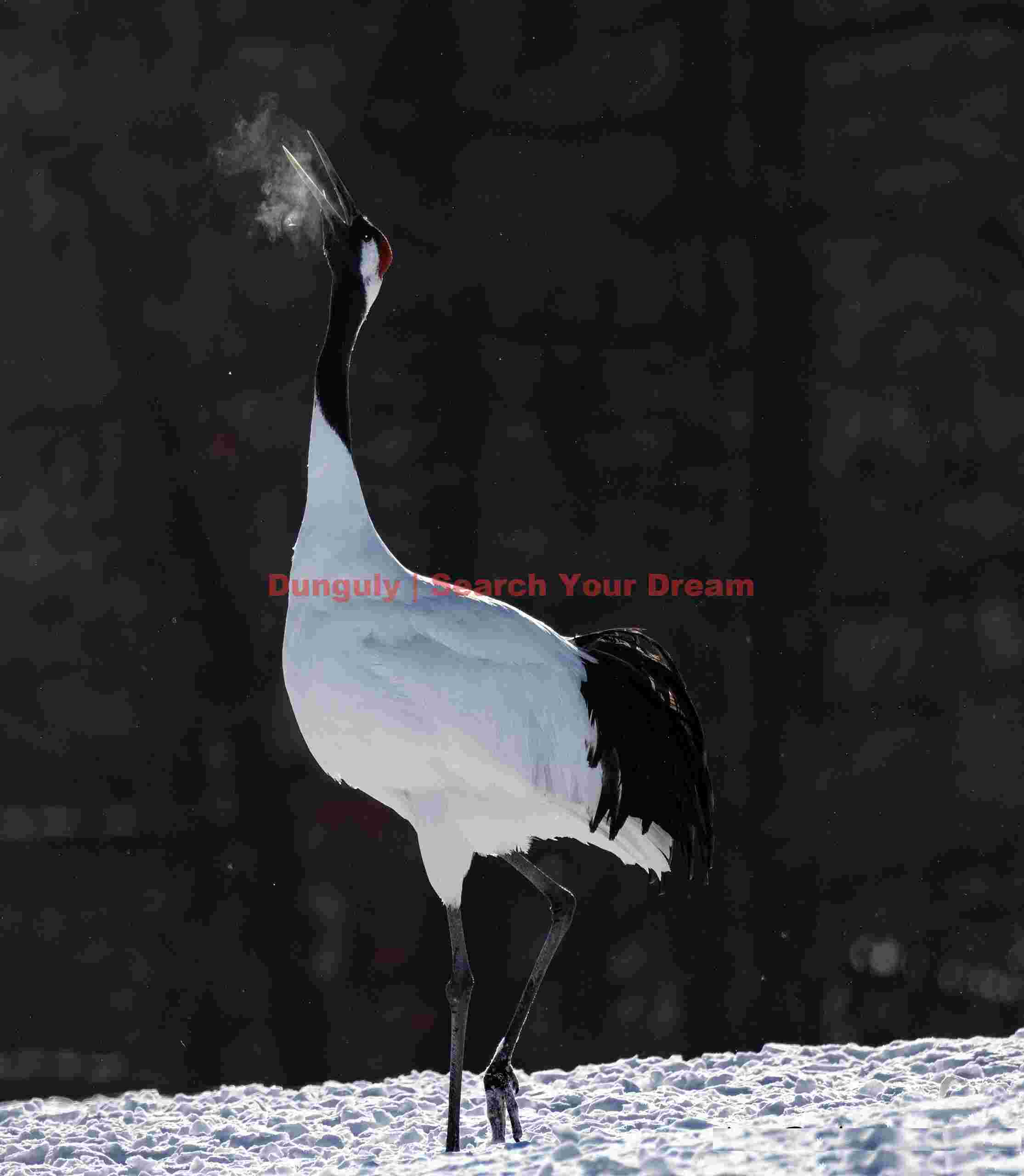 Red-crowned crane exhaling on cold morning