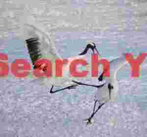 Red-crowned crane - get outa my way! Tsurui-Ito Tancho Sanctuary, Hokkaido