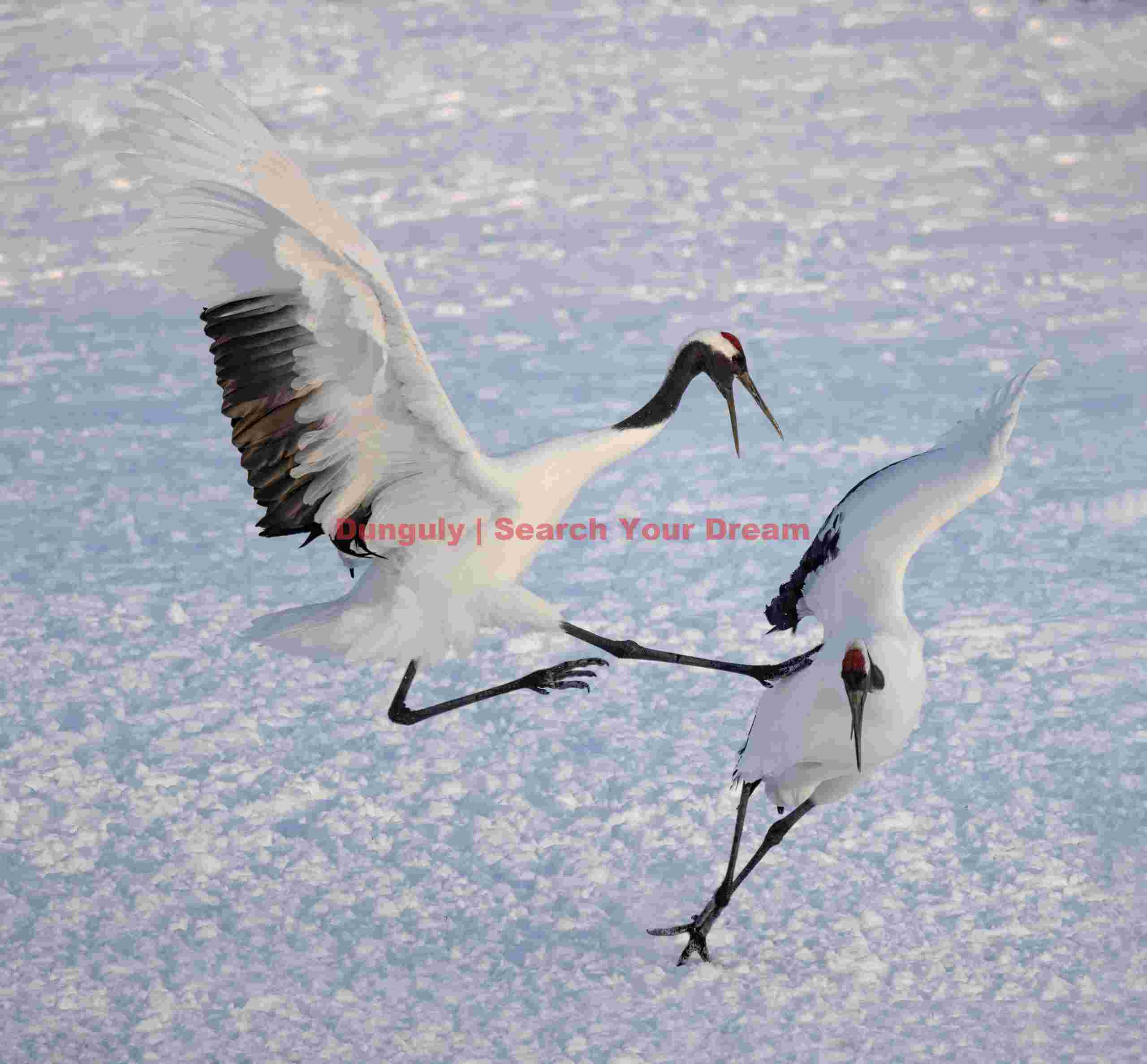 Red-crowned crane - get outa my way! Tsurui-Ito Tancho Sanctuary, Hokkaido