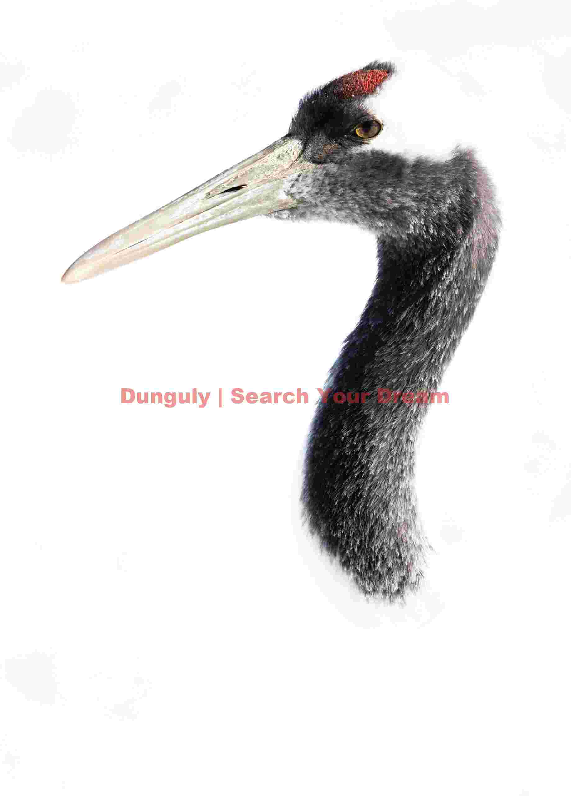 Red-crowned crane head high-key portrait