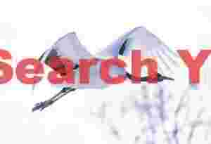 Red-crowned crane in flight against white sky