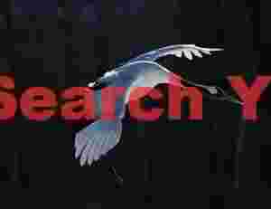 Red-crowned crane in flight on black #2