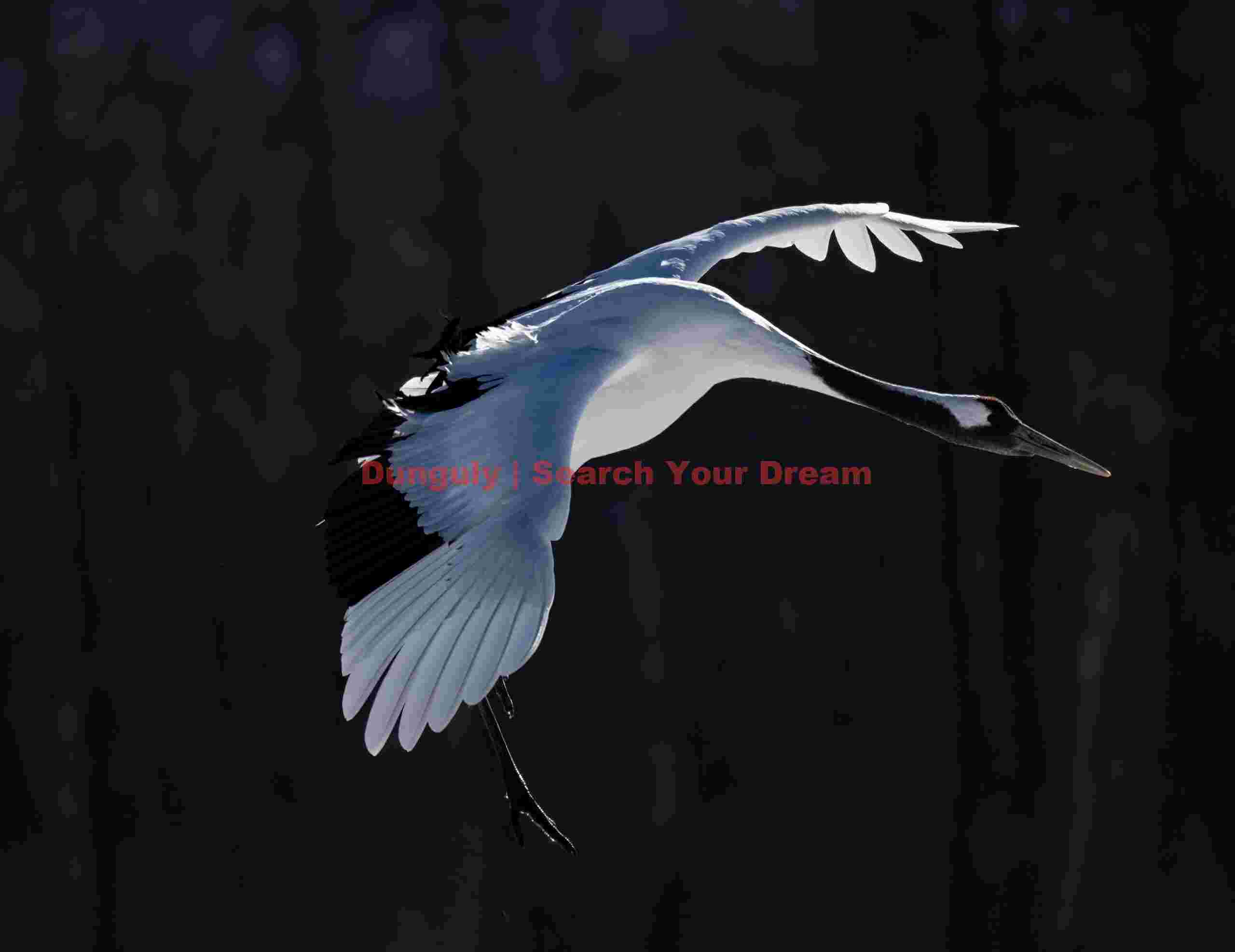 Red-crowned crane in flight on black #2