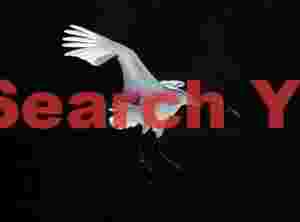 Red-crowned crane in flight on black