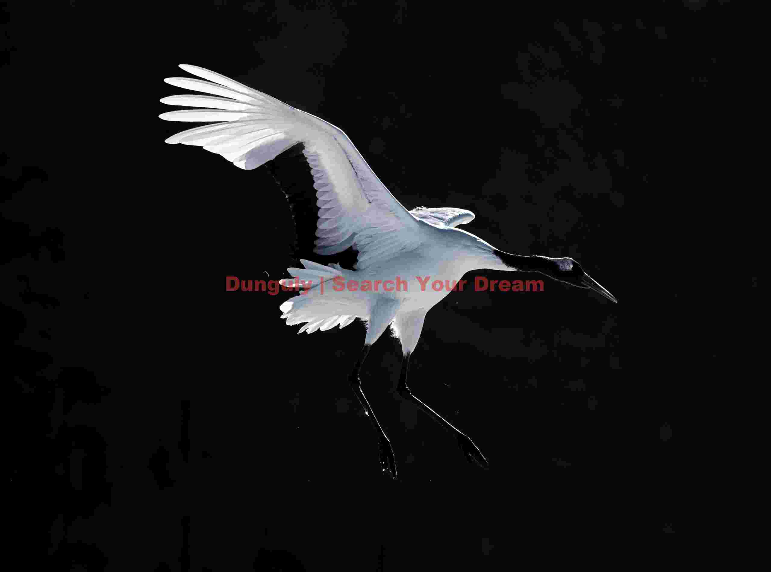 Red-crowned crane in flight on black