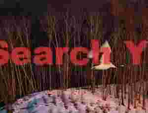 Red-crowned crane in flight past trees in evening light Tsurui-Ito Tancho Sanctuary, Hokkaido