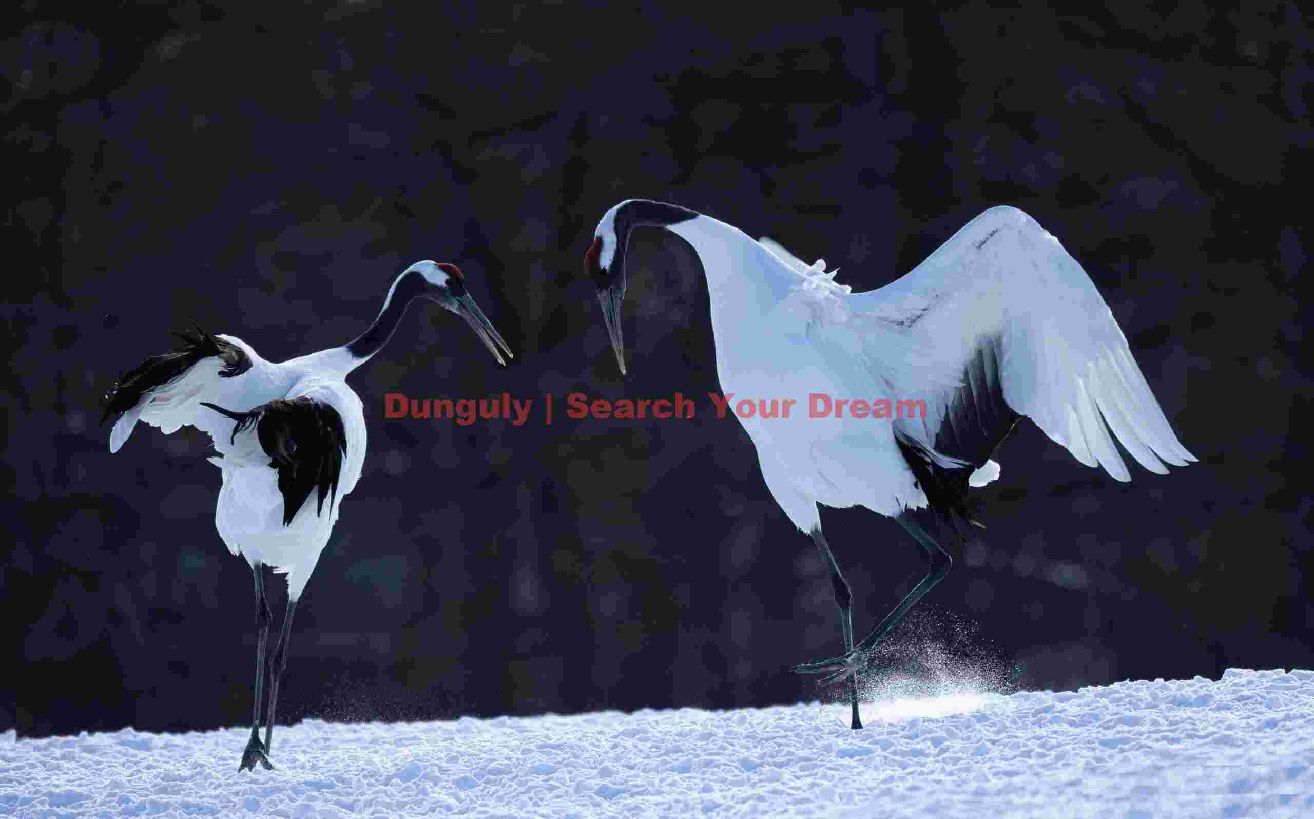 Red-crowned crane pair, heads bent toward each other