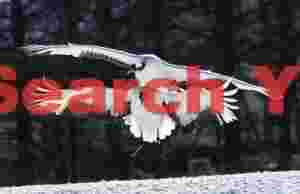 Red-crowned crane pair landing approach