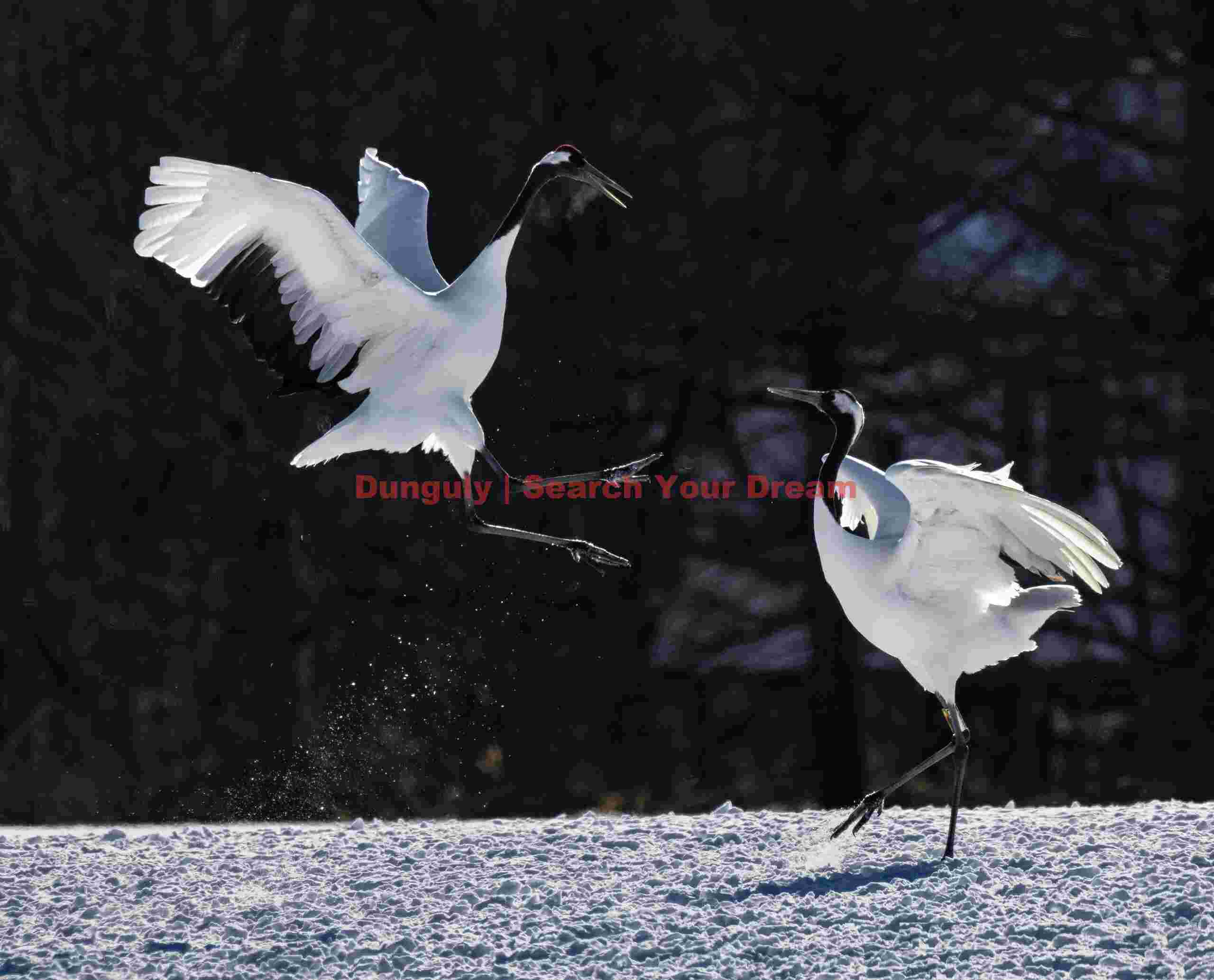 Red-crowned crane pair, one dancing in the air