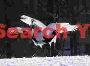 Red-crowned crane pair, wings overlapped