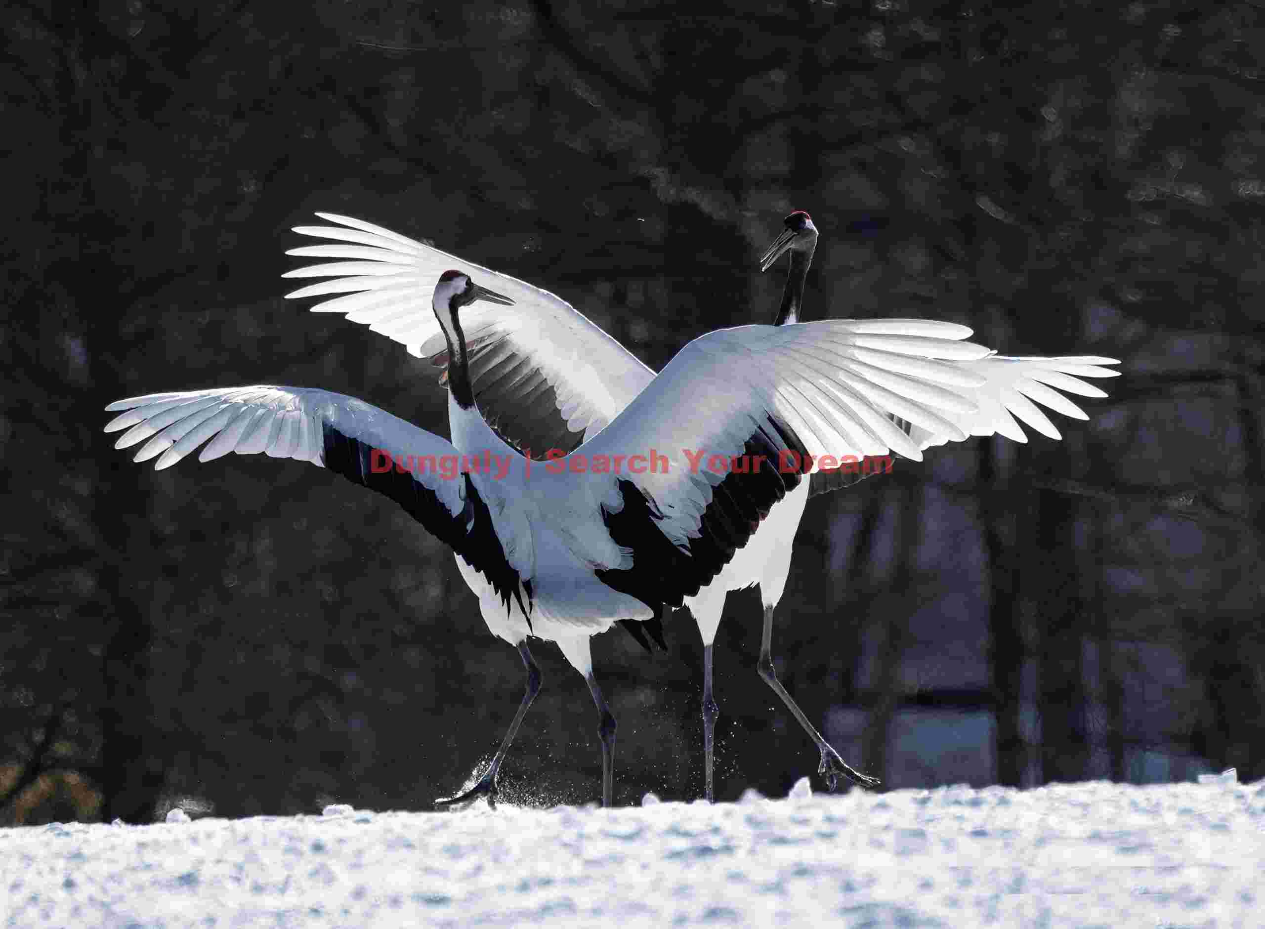Red-crowned crane pair, wings overlapped