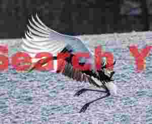 Red-crowned crane scrunched up for landing