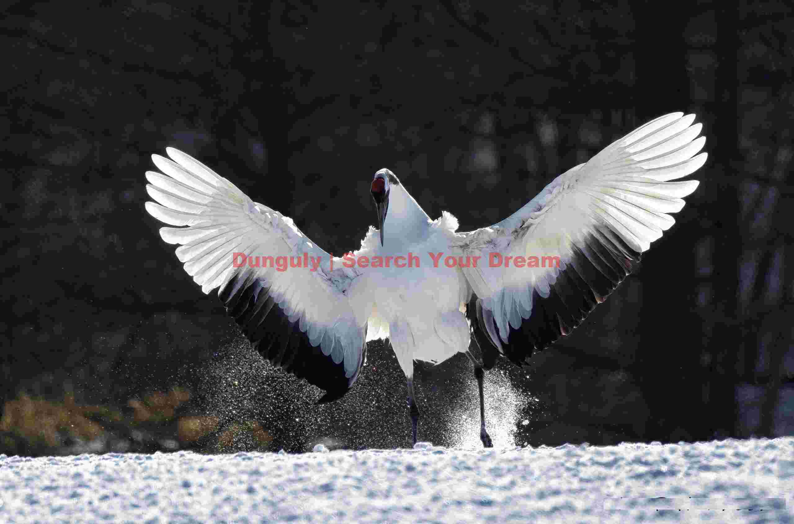 Red-crowned crane, wings outstretched, kicking up snow