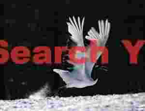 Red-crowned crane,horizontal kick-off